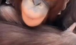 饲养员暴击猩猩脸部 饲养员暴击猩猩脸部