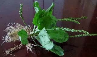 黄金过路黄的养殖方法 过路黄的功效与作用