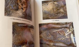 尸变图鉴类似书 尸变图鉴变化电子版