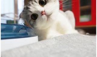 宠物店买一只猫多少钱 宠物店买一只猫多少钱