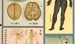 保护动物的文案短文 动物保护法留言文案