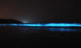 葫芦岛荧光海具体时间和位置 葫芦岛现罕见荧光海